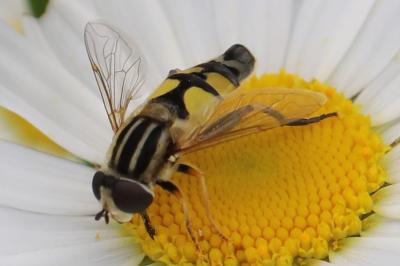 <i>Helophilus trivittatus</i>