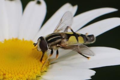 <i>Helophilus trivittatus</i>
