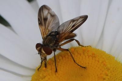 <i>Ectophasia crassipennis</i>