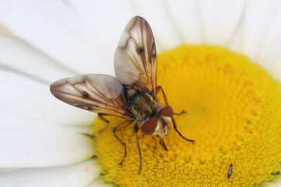 <i>Ectophasia crassipennis</i>
