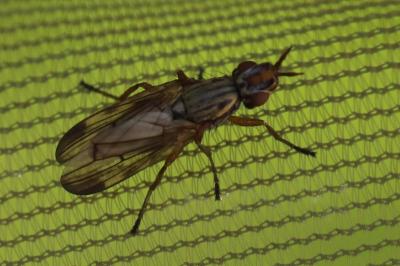<i>Dorycera graminum</i>