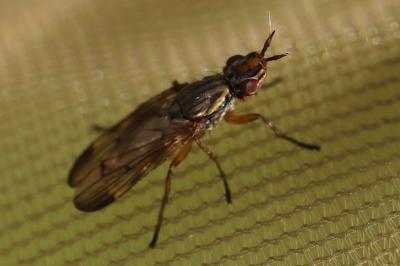 <i>Dorycera graminum</i>