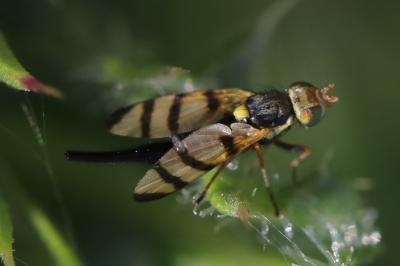 <i>Urophora solstitialis</i>