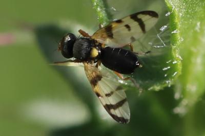 <i>Urophora solstitialis</i>