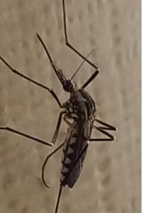 <i>Aedes geniculatus</i>