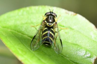 <i>Dasysyrphus albostriatus</i>