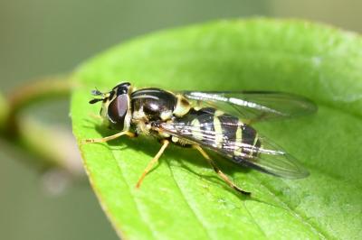 <i>Dasysyrphus albostriatus</i>