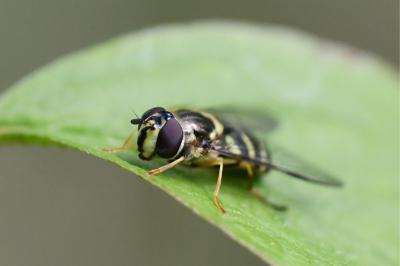 <i>Dasysyrphus albostriatus</i>