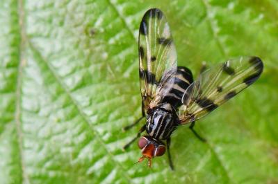 <i>Otites porcus</i>