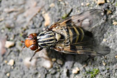 <i>Otites porcus</i>