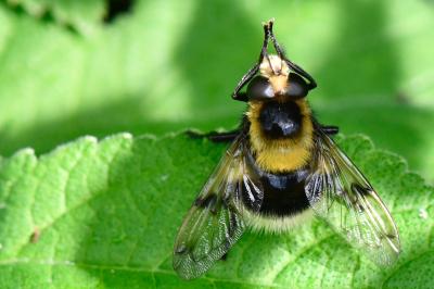 <i>Volucella bombylans</i>