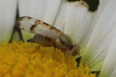<i>Sphenella marginata</i>