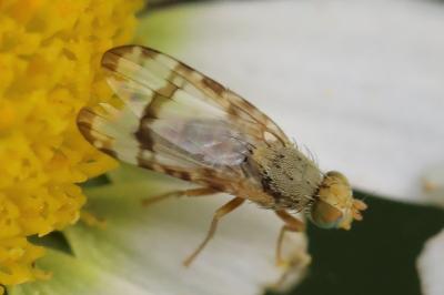 <i>Sphenella marginata</i>