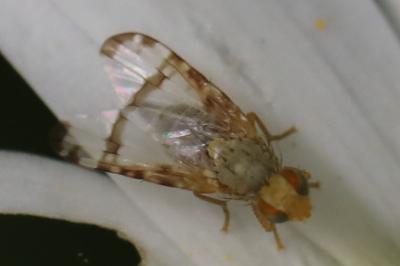 <i>Sphenella marginata</i>