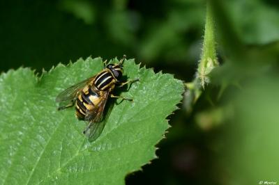 <i>Helophilus pendulus</i>