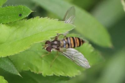<i>Episyrphus balteatus</i>