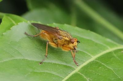 <i>Scathophaga stercoraria</i>