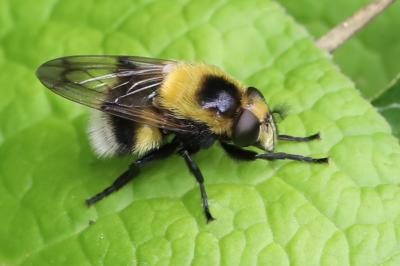 <i>Volucella bombylans</i>