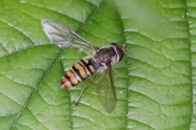 <i>Episyrphus balteatus</i>
