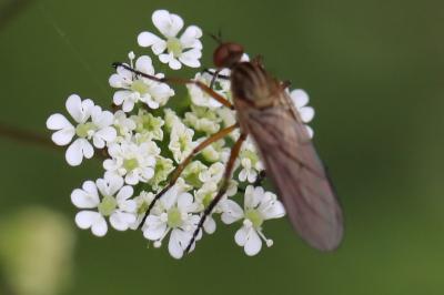 <i>Empis livida</i>