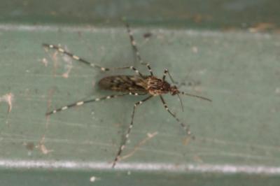 <i>Culiseta annulata</i>