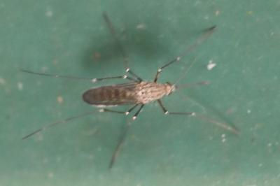 <i>Aedes geniculatus</i>