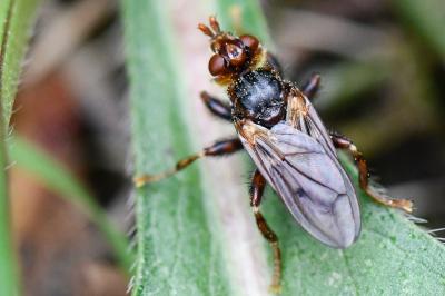 <i>Myopa testacea</i>