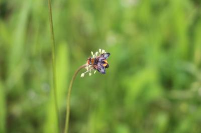 <i>Ectophasia crassipennis</i>