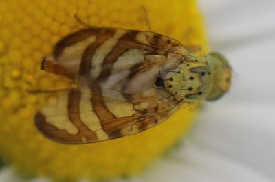 <i>Orellia falcata</i>