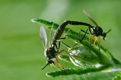 <i>Dioctria rufipes</i>