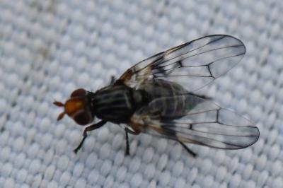 <i>Otites porcus</i>