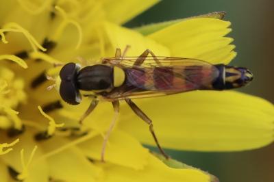 <i>Sphaerophoria scripta</i>