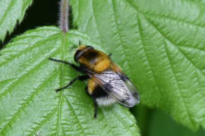 <i>Volucella bombylans</i>
