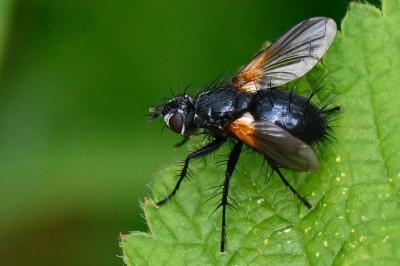 <i>Zophomyia temula</i>