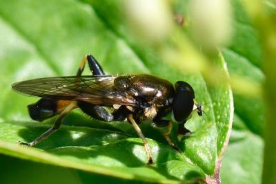 <i>Xylota segnis</i>