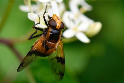 <i>Volucella inflata</i>