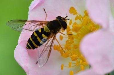 <i>Syrphus ribesii</i>
