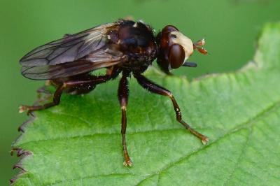<i>Sicus ferrugineus</i>