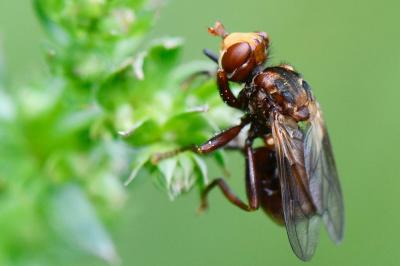 <i>Sicus ferrugineus</i>