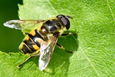 <i>Myathropa florea</i>