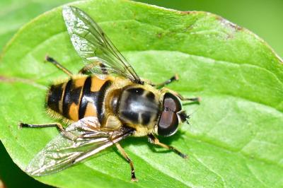 <i>Myathropa florea</i>
