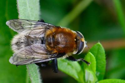 <i>Merodon equestris</i>