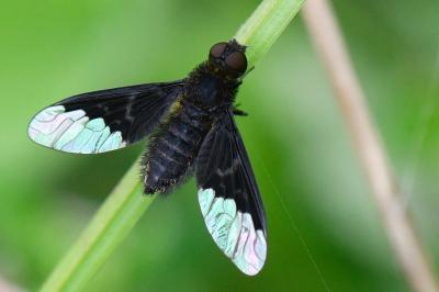 <i>Hemipenthes morio</i>
