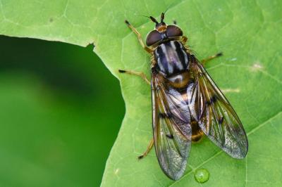 <i>Ferdinandea cuprea</i>