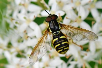 <i>Chrysotoxum elegans</i>