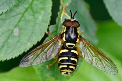 <i>Chrysotoxum elegans</i>