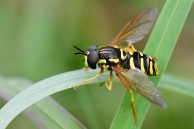 <i>Chrysotoxum elegans</i>