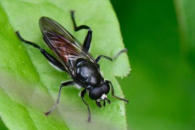 <i>Brachypalpoides lentus</i>