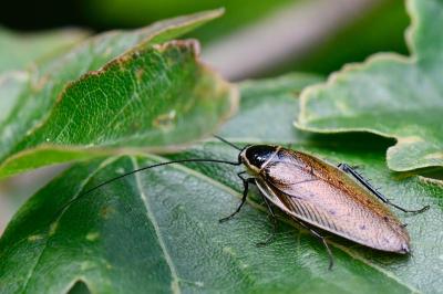 <i>Ectobius sylvestris</i>