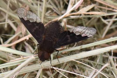 <i>Hemipenthes morio</i>